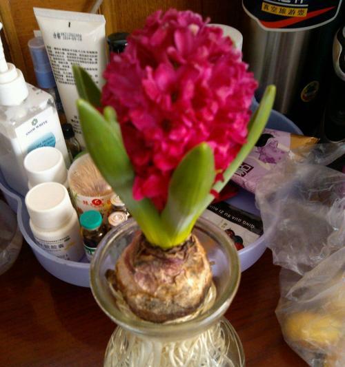 风信子之美（品味风信子）