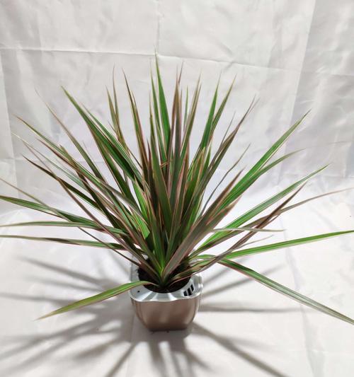 铁兰水培可行吗?如何正确进行水培?