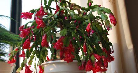 蟹爪兰(揭秘蟹爪兰的花语与寓意) 蟹爪兰(揭秘蟹爪兰的花语与寓意)