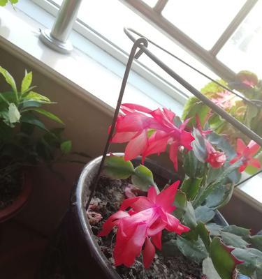 蟹爪兰（揭秘蟹爪兰的花语与寓意）