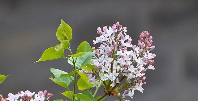 丁香花耐寒最低温度是多少？冬季适应温度如何？