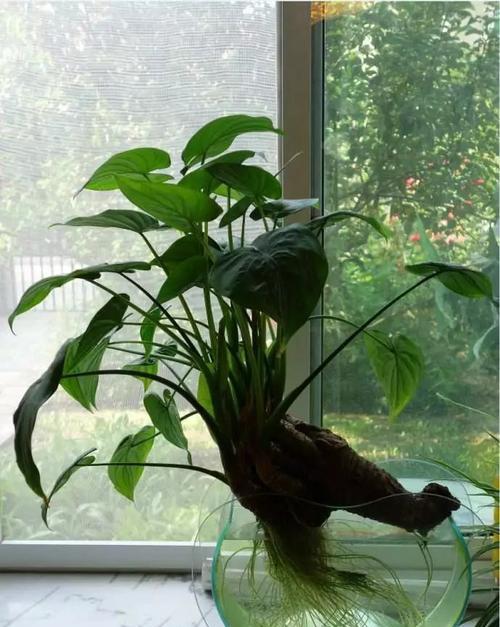 滴水观音一年能长多高?每年能长多少公分?