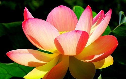 荷花的象征意义与寓意（荷花的美丽和深远寓意）