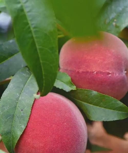 水蜜桃结果期是多久？如何判断最佳采摘时间？