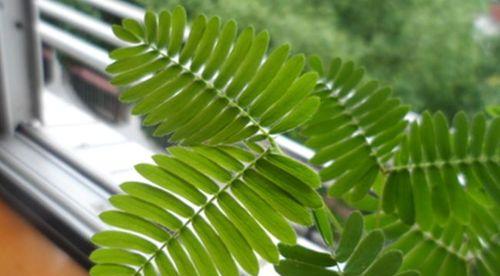 含羞草晒太阳会怎样？阳光直射对含羞草有影响吗？