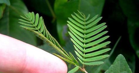 含羞草晒太阳会怎样？阳光直射对含羞草有影响吗？