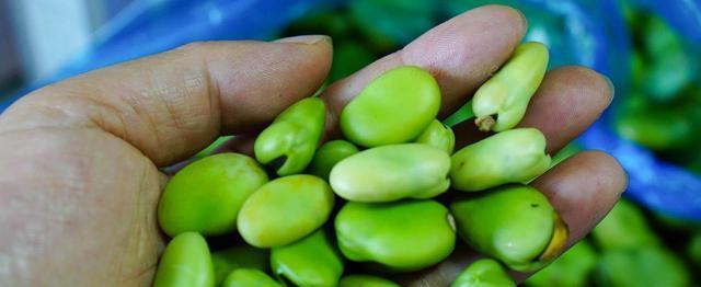 蚕豆皮怎么剥容易？快速剥皮技巧大公开！