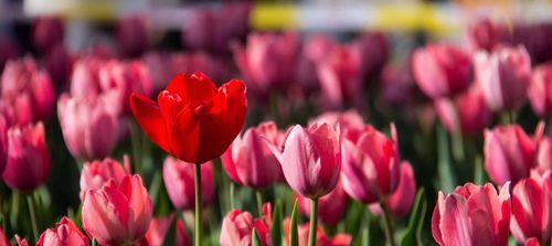 郁金香的象征意义及历史传承（揭秘郁金香的美丽与内涵）