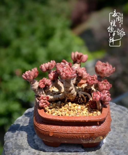 揭秘黑法师的风水寓意与摆放位置（黑法师）