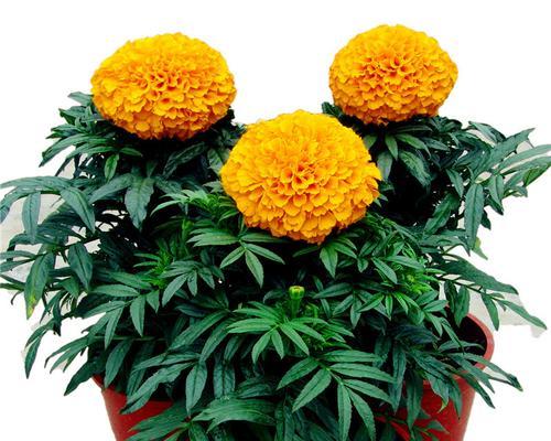 万寿菊一盆种几颗最合适？种植密度如何掌握？