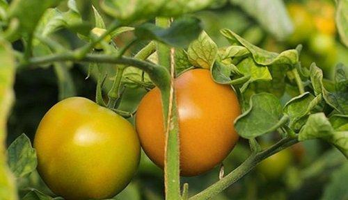 西红柿主要产地有哪些？如何辨别优质产地？