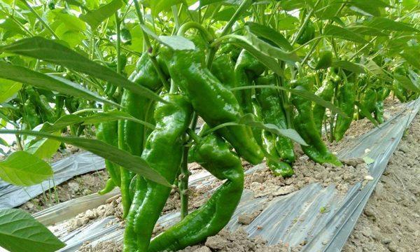 辣椒种子播种的最佳时间是什么时候？如何确保高产？