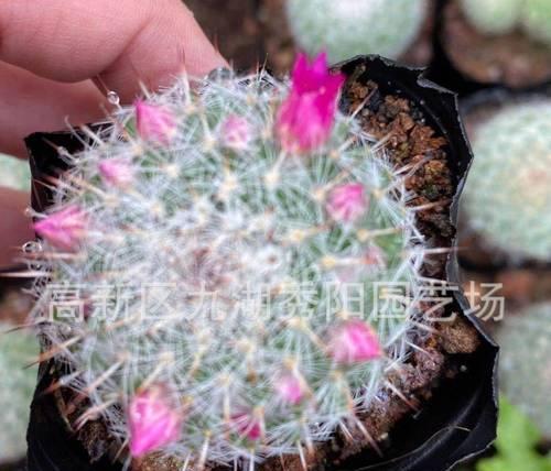 玉翁仙人球花语（探寻玉翁仙人球的花语）