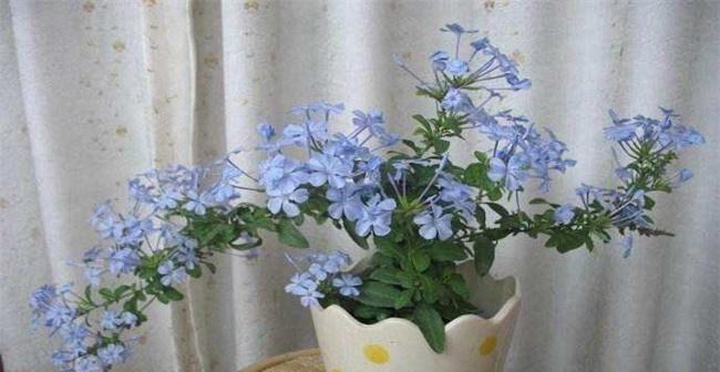 以蓝雪花的风水寓意与摆放位置（探寻蓝雪花的风水奥秘）