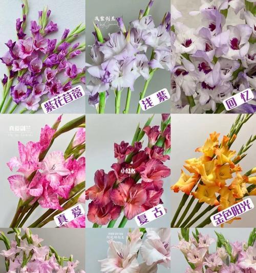 剑兰花的花语（探索剑兰花的花语和文化意义）_花植网