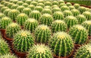 仙人球有毒吗?室内养护需要注意什么?