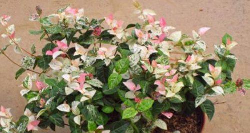 络石怎么养才能更旺盛？有哪些技巧可以使其生长更旺盛？