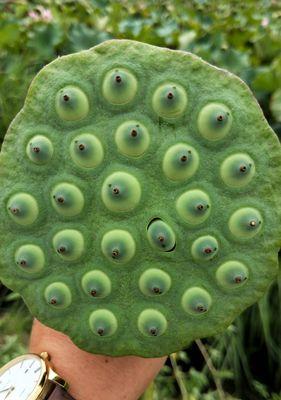 莲子的生长过程是怎样的？莲子从种植到收获需要多长时间？