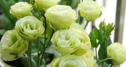 桔梗花的花语和寓意（探寻桔梗花的隐含信息与象征意义）