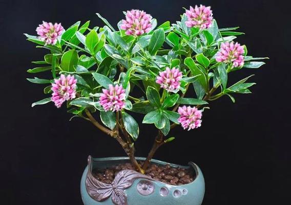 院门口适合种什么花？有哪些推荐的花卉选择？