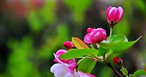 海棠花花语与寓意（传承千年的红色浪漫）