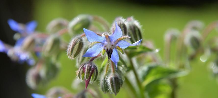 以琉璃苣的花语（以琉璃苣的花语及其象征意义）