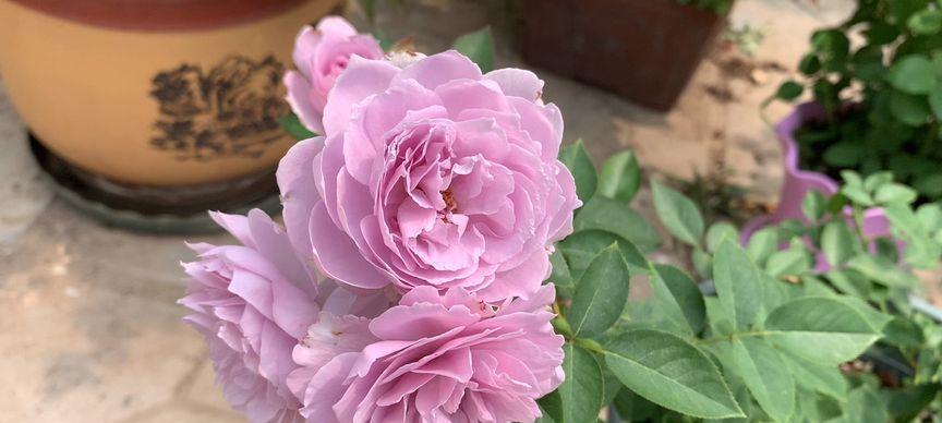 空蒙月季的优缺点有哪些？购买前需要了解什么？