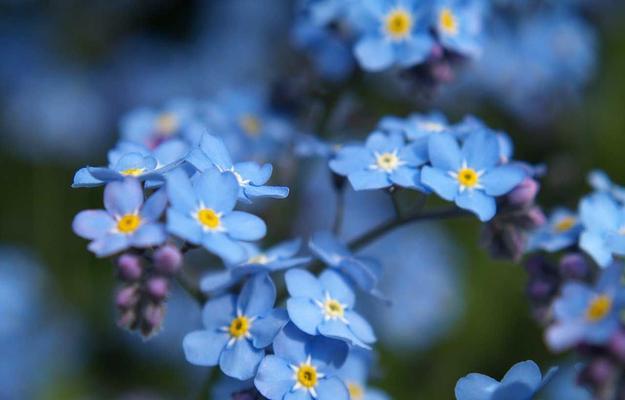 以勿忘我代表什么花语（花语解读及文化背景）