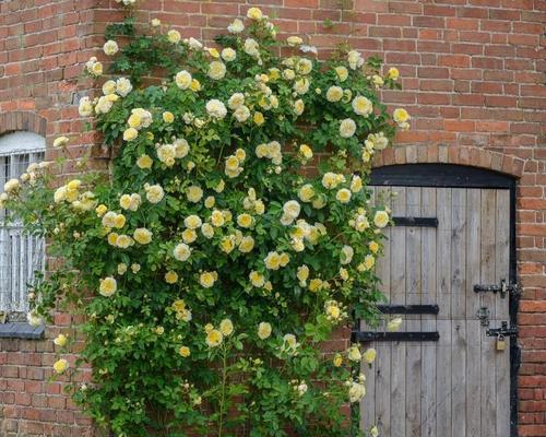 方形花盆适合养什么花？有哪些花卉推荐？