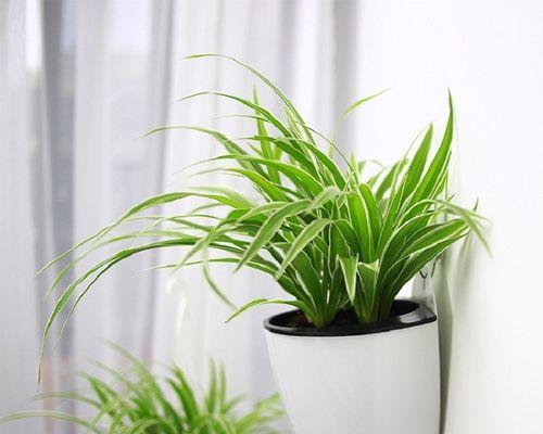 方形花盆适合养什么花？有哪些花卉推荐？