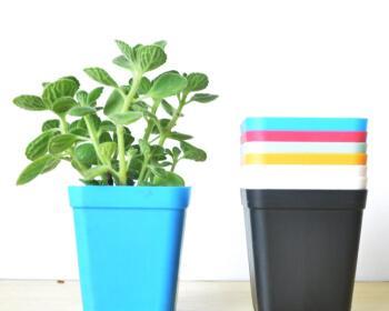 方形花盆适合养什么花？有哪些花卉推荐？