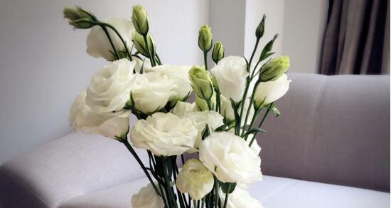 洋桔梗花语及其寓意（探索洋桔梗的花朵意义）