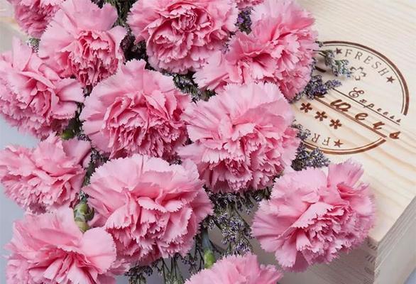 康乃馨花(康乃馨的特点和象征意义解析) 康乃馨花(康乃馨的特点和象征意义解析)