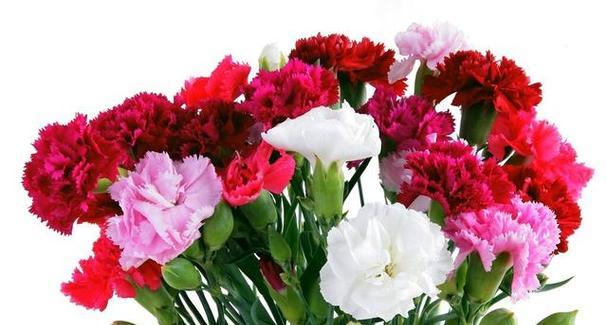 康乃馨花(康乃馨的特点和象征意义解析) 康乃馨花(康乃馨的特点和象征意义解析)