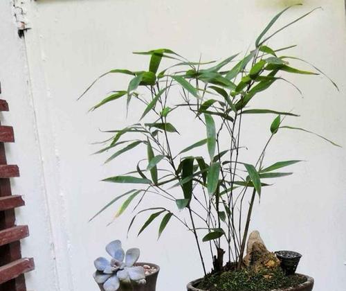 水竹有毒吗？室内养殖需要注意什么？