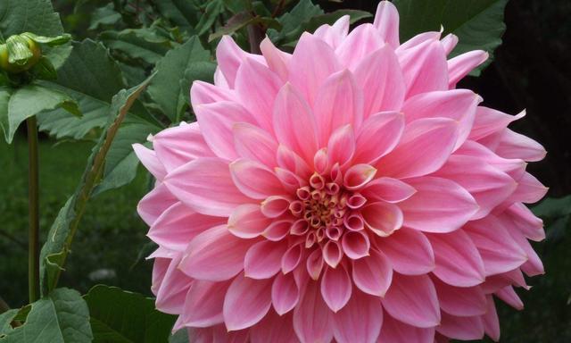 永不再见的花语——忘我菊花（永不分离的永恒告别）