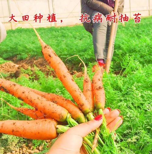 胡萝卜种子怎么种植？种植过程中的常见问题有哪些？