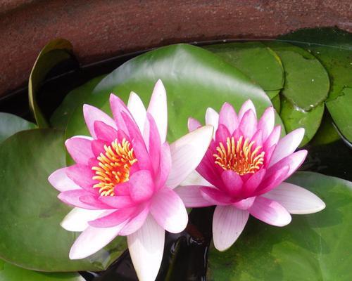 睡莲种植多久才能开花？养多久才能看到花朵？