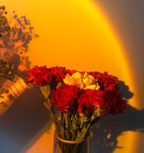 橙色康乃馨花语（用橙色康乃馨传递真挚情感与美好祝福）