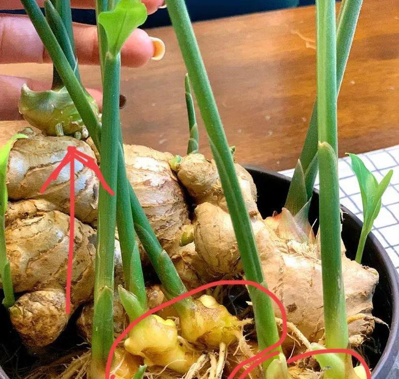 生姜发芽水培和土培哪种方式更好？
