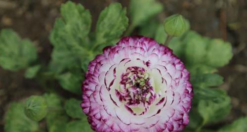 花毛茛开花后怎么处理？如何进行修剪和养护？