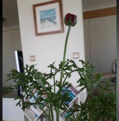 花毛茛开花后怎么处理？如何进行修剪和养护？