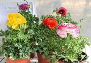 花毛茛开花后怎么处理？如何进行修剪和养护？