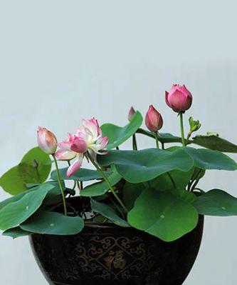 碗莲一年能开几次花？四季碗莲的开花周期是怎样的？