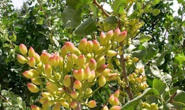 开心果的开花期和结果期是什么时候？成熟期又在几月？