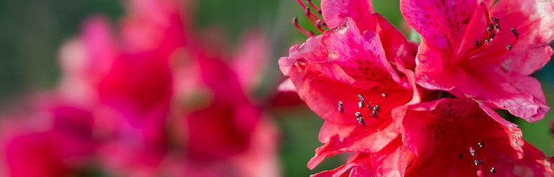 杜鹃花（探寻杜鹃花的特点和象征意义）