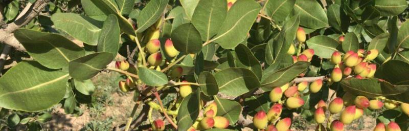 开心果的开花期和结果期是什么时候？成熟期又在几月？