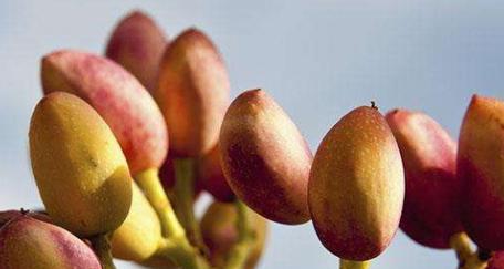 开心果的开花期和结果期是什么时候？成熟期又在几月？