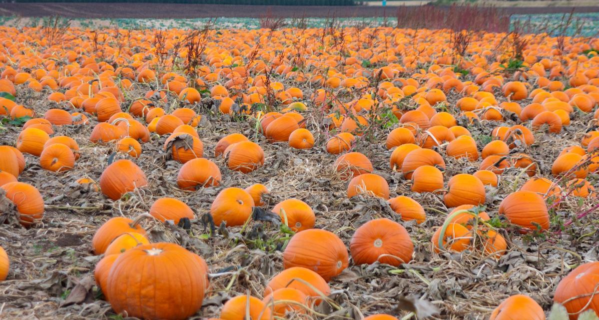 南瓜长什么样子？如何辨别不同品种的南瓜？