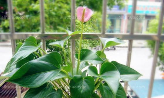 粉掌的代表意思与象征（探寻粉掌的文化内涵及社会意义）